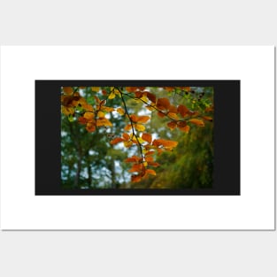 Colourful Autumn Leaves On Tree Branch Posters and Art